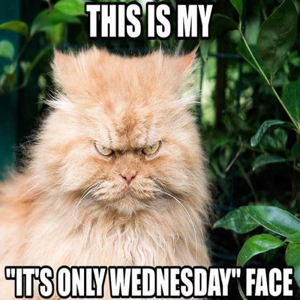 Wednesday memes funny jokes Wednesday memes funny jokes