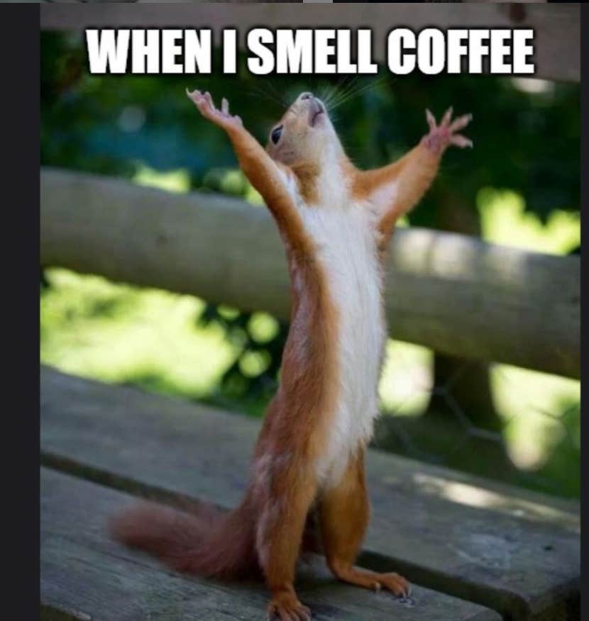 coffee meme coffee memes