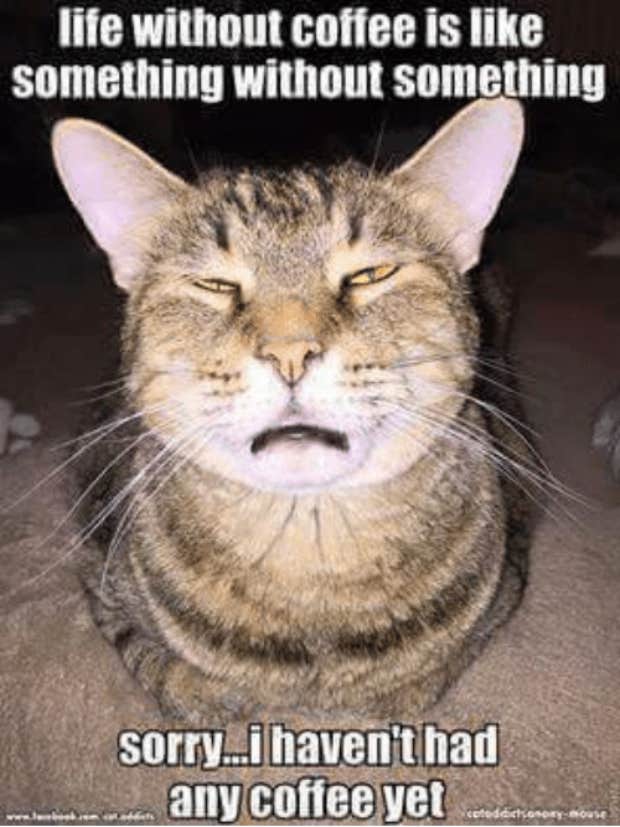 coffee meme coffee memes