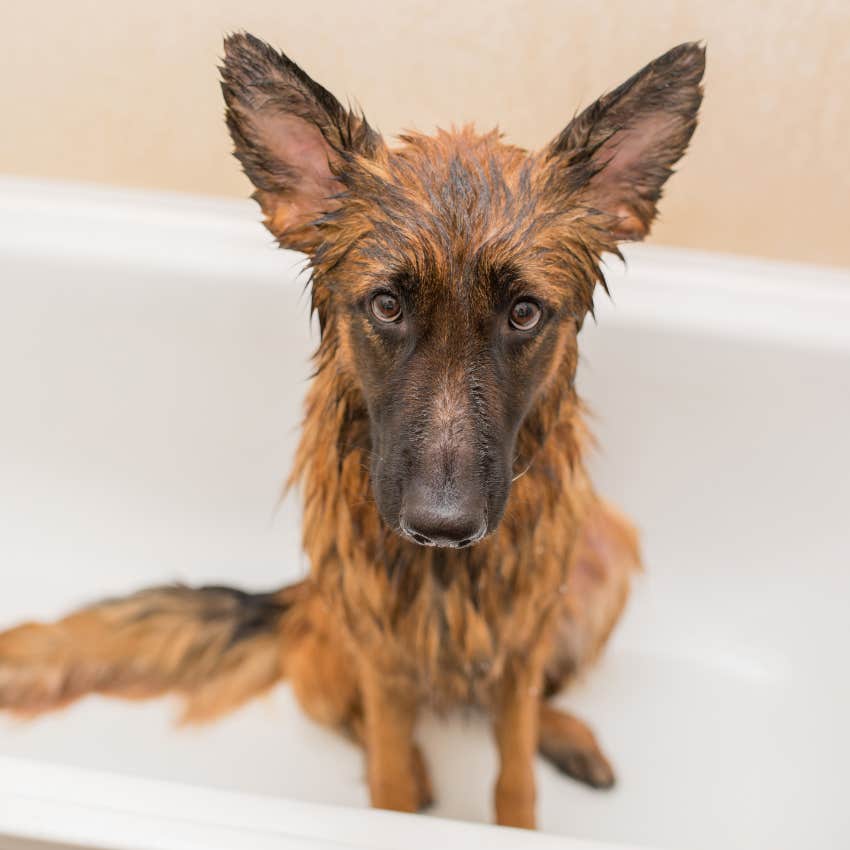 Abandoned dog told she is a good girl for the first time