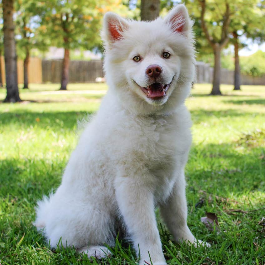 Animal Shelter Designs A Valentine's Day Doggie Bag To Let Your Ex Know How You Really Feel