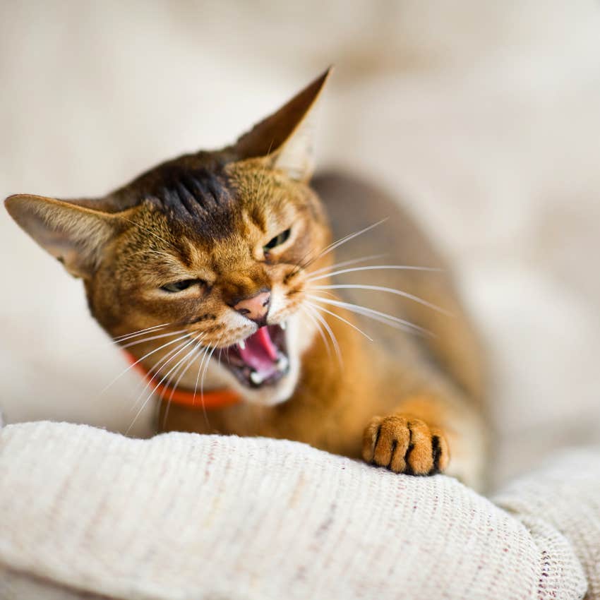 8 Subtle Ways Your Cat Tells You When They're In Pain